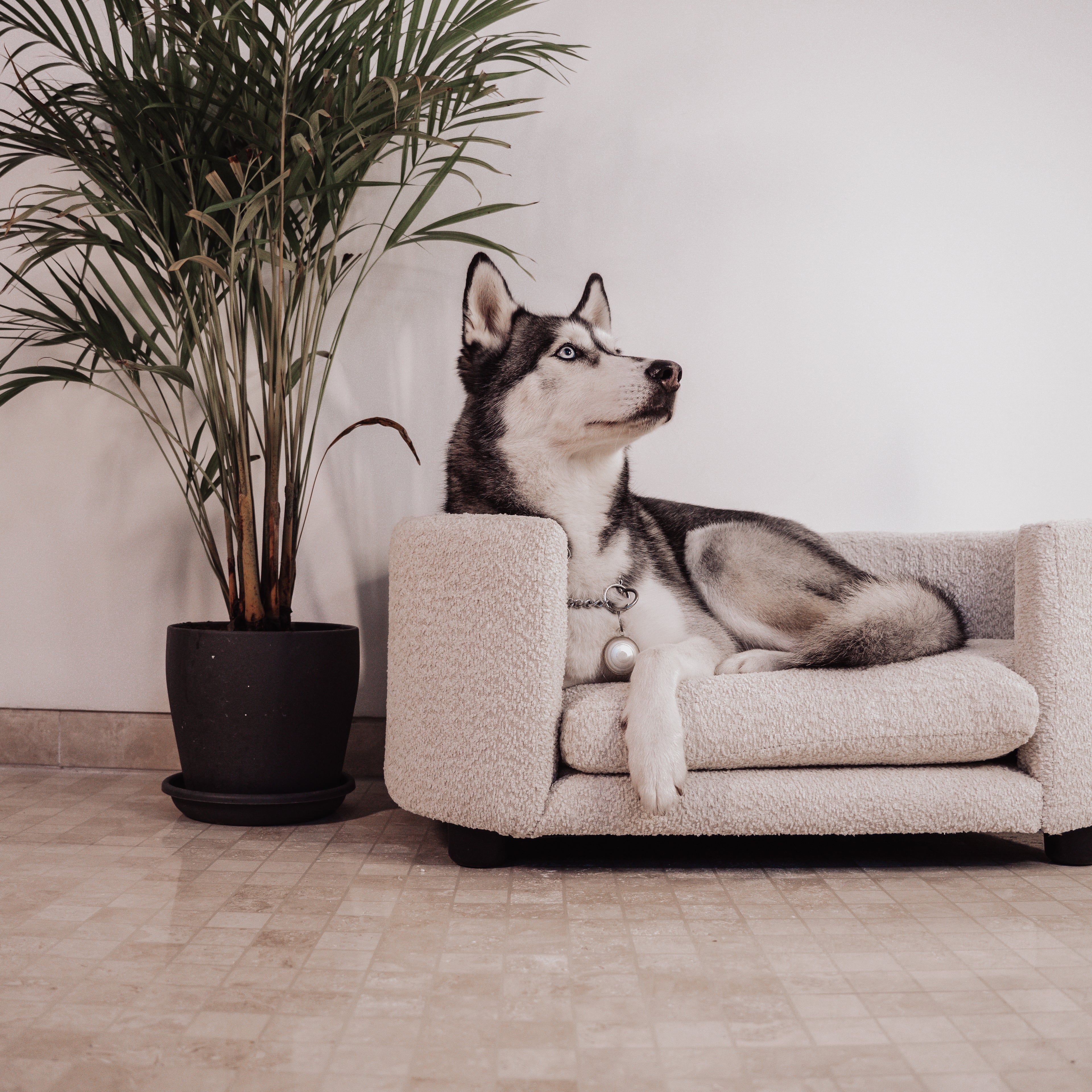 Luxury bed for dog - Boucle